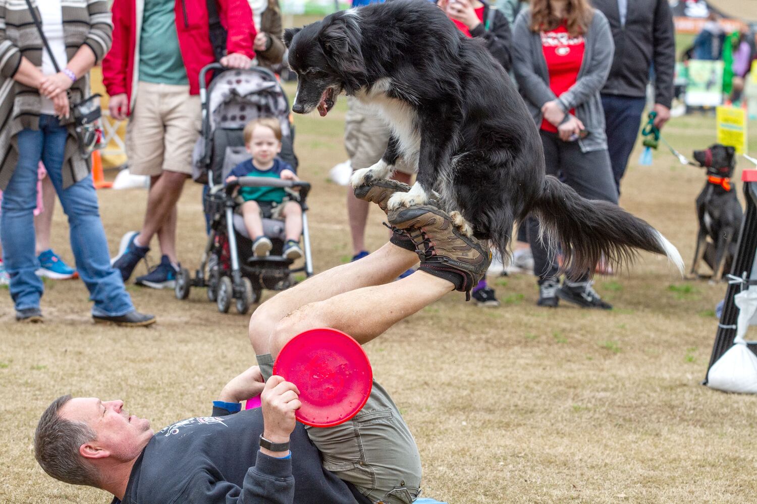 The Rescue Dog Games 2019