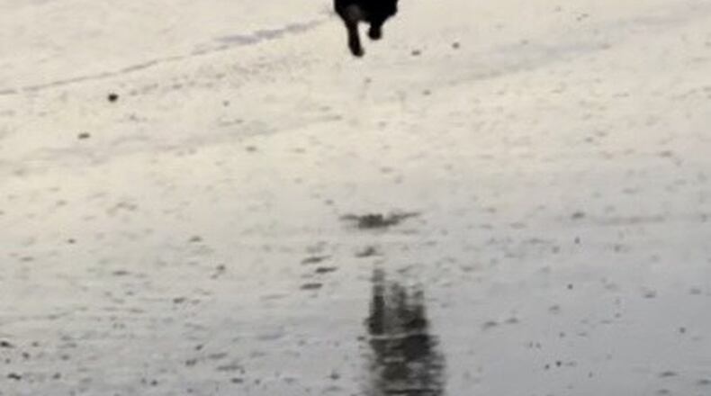 “This is our dog Weston jumping for a ball on the beach in Hilton Head while there with our family,” wrote Jim Jones. “It was the first time he ever experienced the beach and he had the time of his life!”