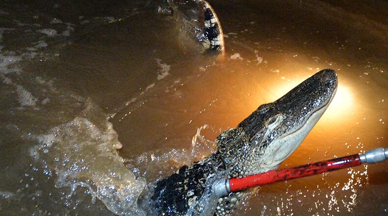 Gator hunter Jim Gillis secures a 6 feet 8 inch long female gator in Darien on on a recent Saturday night in September.