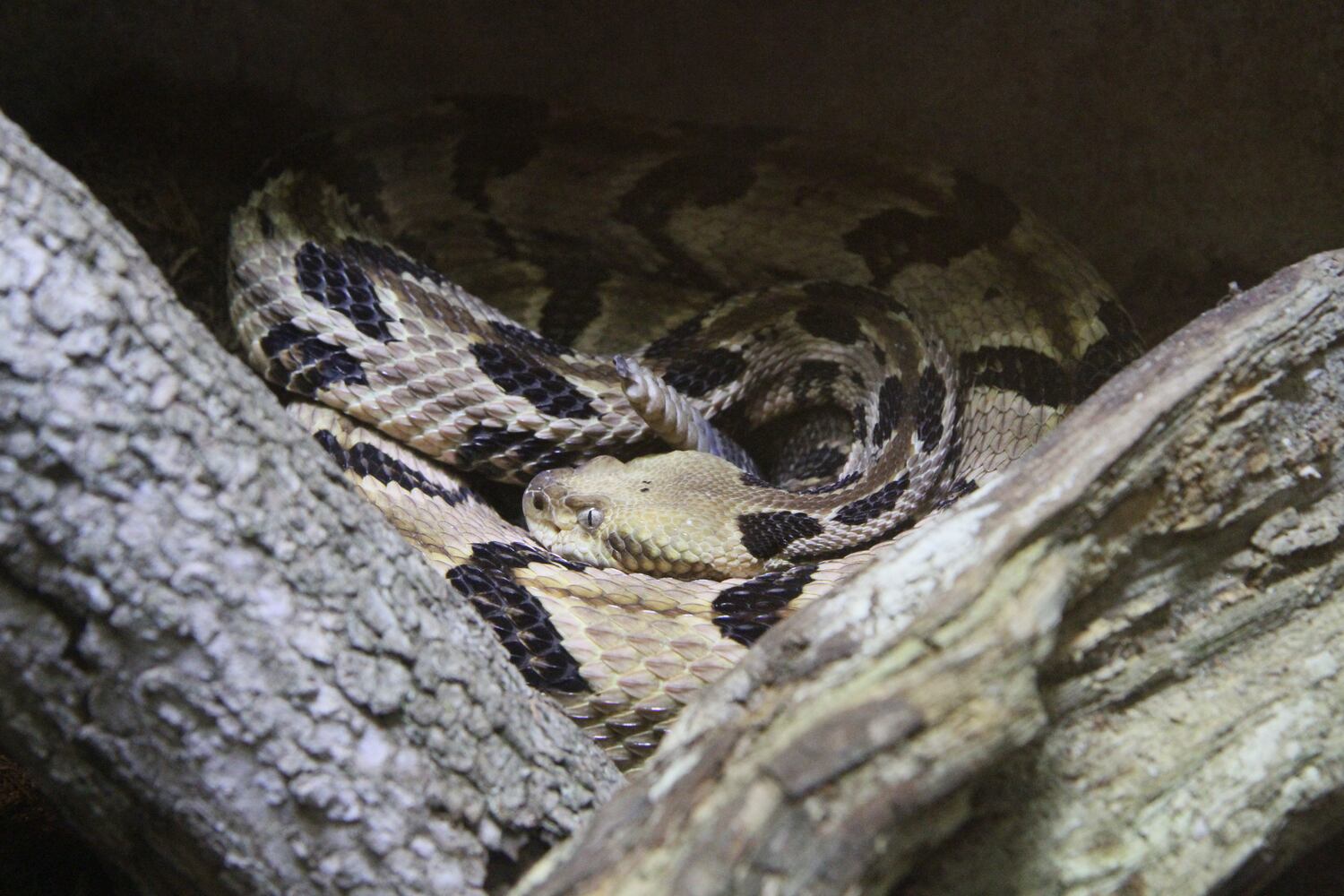 Zoo Atlanta opens new amphibian and reptile experience