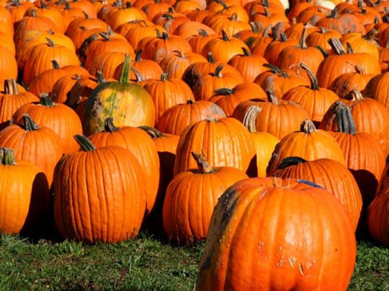 Pumpkin seeds, any time of year, provide magnesium, which may lower the risk of an early death. Pumpkin flesh can fill you up quickly with few calories and lots of fiber.