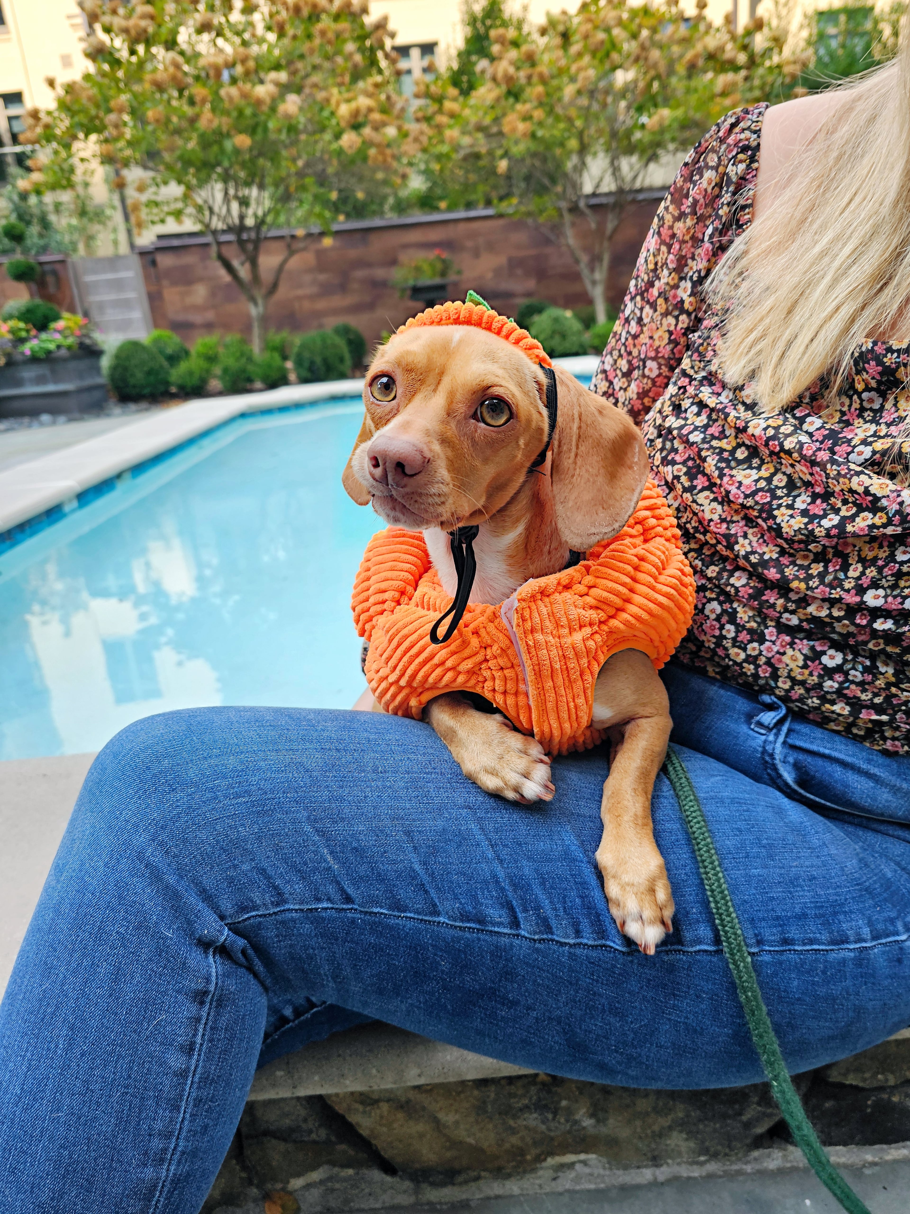 Attend this Halloween-themed tea event and meet Waffles the Weenie Boy. (Courtesy of @wafflestheweenieboy)