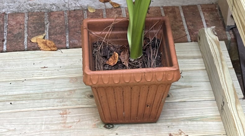 When amaryllis bulbs sprout leaves without blooming, you have to give the bulbs a winter-time to get them to bloom. Cutting off the leaves and withholding water accomplishes this. Courtesy of Walter Reeves