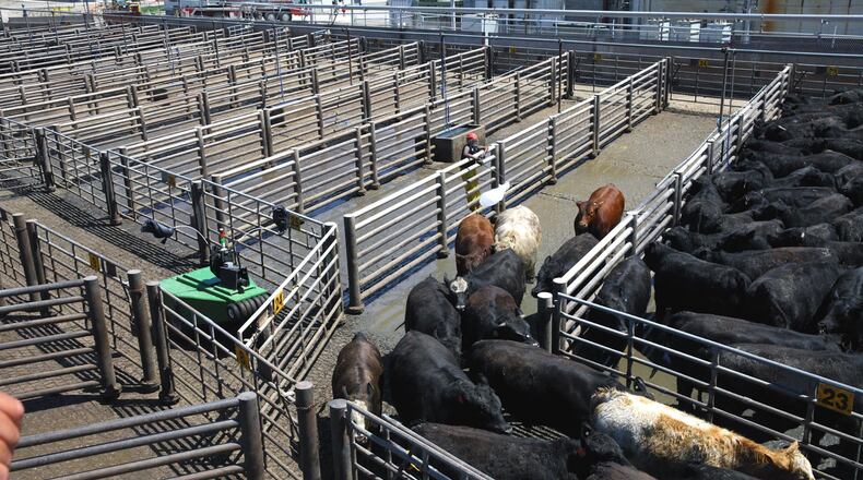 Cargill Inc., one of the nation s largest producers of beef, has developed a robotic cattle driver used to herd the large mammals from the pen to processing plant. (Cargill)