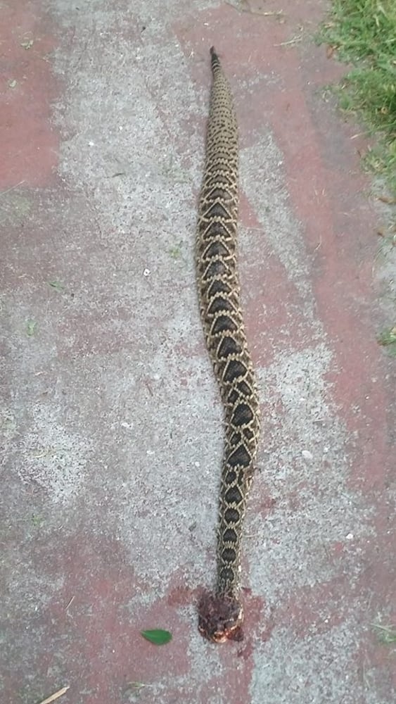 Snake bites dogs