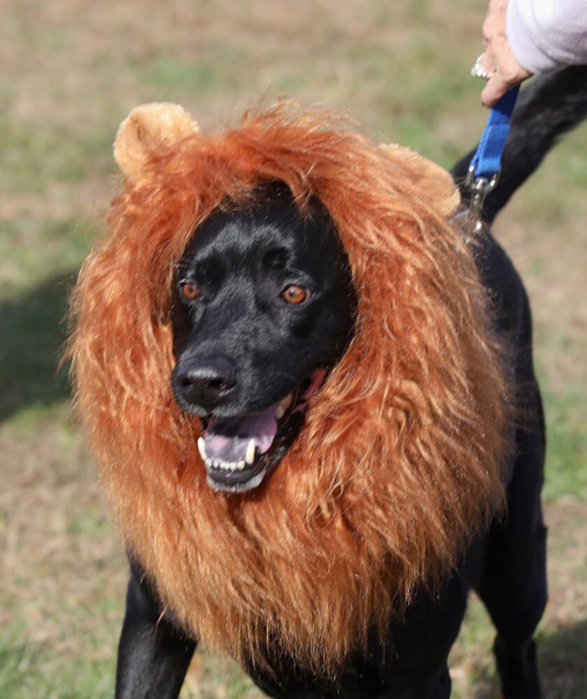 Photos: Dogs put on their HOWLoween best for Barkfest