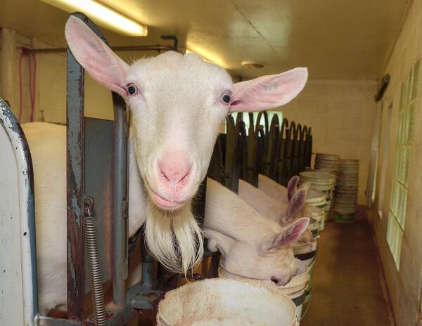 One goat in the milking area of Decimal Place Farm mugs for the camera. "It's a whole lot easier to milk happy goats," Decimal Place Farm owner Mary Rigdon says. "The goats are fed while milked, then released to drink water, as they usually come away from the process pretty thirsty." Chris Hunt for The Atlanta Journal-Constitution
