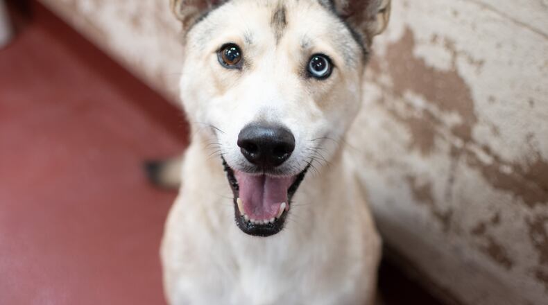 Fulton and DeKalb Animal Services will hold free pet adoptions to help find homes for dogs and cats in overcrowded shelters. Photo Courtesy Lifeline Animal Project