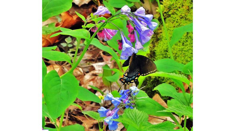 An Eastern tiger swallowtail butterfly (dark form) sips nectar from Virginia bluebells in the "Pocket" on Pigeon Mountain in Walker County. Bluebells are some of the many species of early spring wildflowers blooming now in the Pocket. (Charles Seabrook for The Atlanta Journal-Constitution)