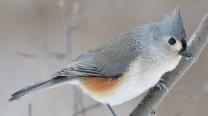 The tufted titmouse (shown here) is a close cousin of the Carolina chickadee. Both are members of the Paridae family of birds. Members of the family are known for their boldness and curiosity. JOCELYN ANDERSON/CREATIVE COMMONS