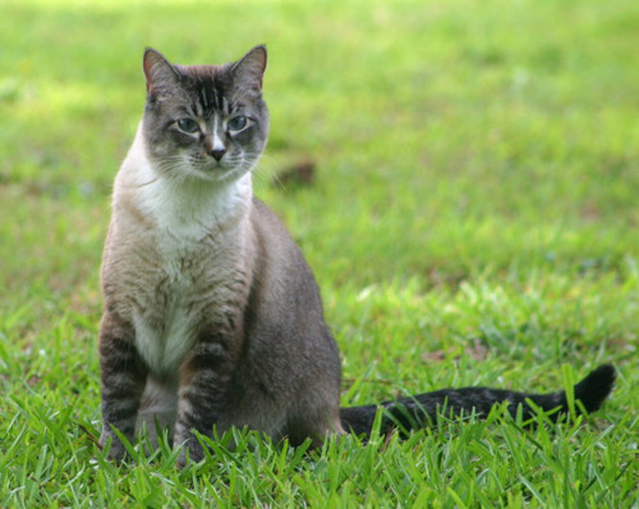 T.G.I.F.: Atlanta's Smiling Pets