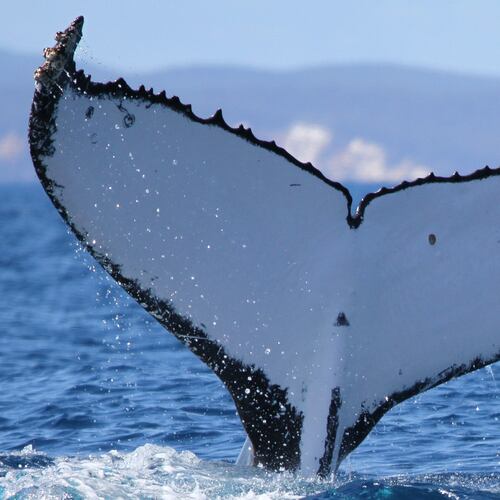 This photo provided by the Pacific Whale Foundation in May 2026, shows the tail markings of a humpback whale that was spotted at breeding sites in Australia and Brazil. (Pacific Whale Foundation via AP)