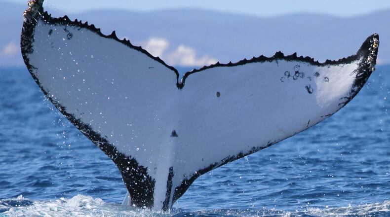 This photo provided by the Pacific Whale Foundation in May 2026, shows the tail markings of a humpback whale that was spotted at breeding sites in Australia and Brazil. (Pacific Whale Foundation via AP)