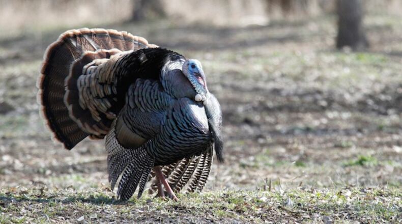 Ray Eye, a veteran Ozarks turkey hunter, has a few words of advice for those hunters who sit on the sidelines in the fall: You don't know what you're missing. (Michael Pearce/Wichita Eagle/TNS)