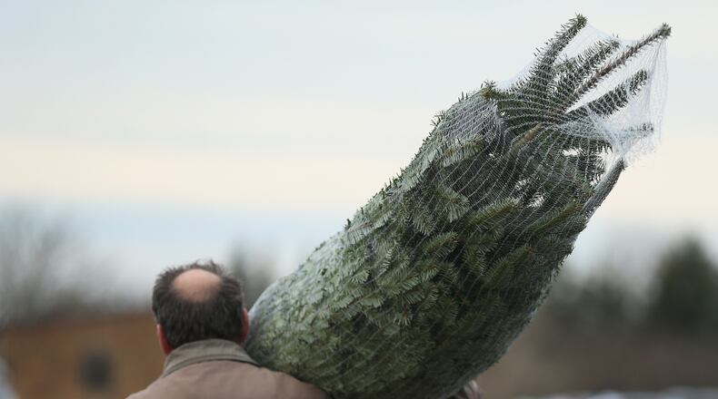 WERDER, GERMANY - DECEMBER 05: A visitor hauls away a Christmas tree he sawed down himself at the Werderaner Tannenhof Christmas tree farm on December 5, 2015 in Werder, Germany. The Christmas season is in high gear in Germany and a proper, fully decorated Christmas tree is an essental part of Germany's Christmas tradition. (Photo by Sean Gallup/Getty Images)