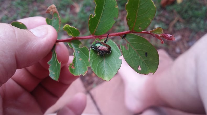 Japanese beetles are voracious. This lone beetle emits pheromones that attract other beetles and they do the same. Before long, the plant or tree is covered with beetles. (Courtesy of Gary McCool)
