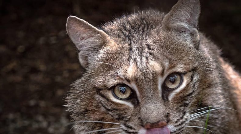 Ballou the bobcat is one of AWARE Wildlife Center's two dozen resident "ambassador" animals. Small groups of ambassadors make more than 100 educational appearances in typical years, but these programs have been temporarily curtailed due to the COVID-19 virus. Courtesy of AWARE Wildlife Center