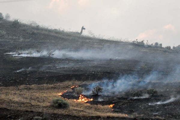 A lama is seen on a hillside as a fire burns along Hatwai road Saturday, May 31, 2025, in north Lewiston, Idaho. (August Frank/Lewiston Tribune via AP)