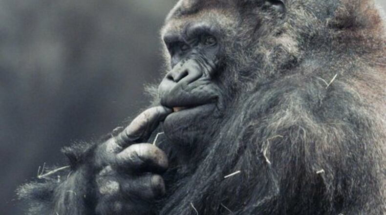 Ivan, one of Zoo Atlanta's resident silverback gorillas, died during a medical exam, Monday, Aug. 20, 2012. .