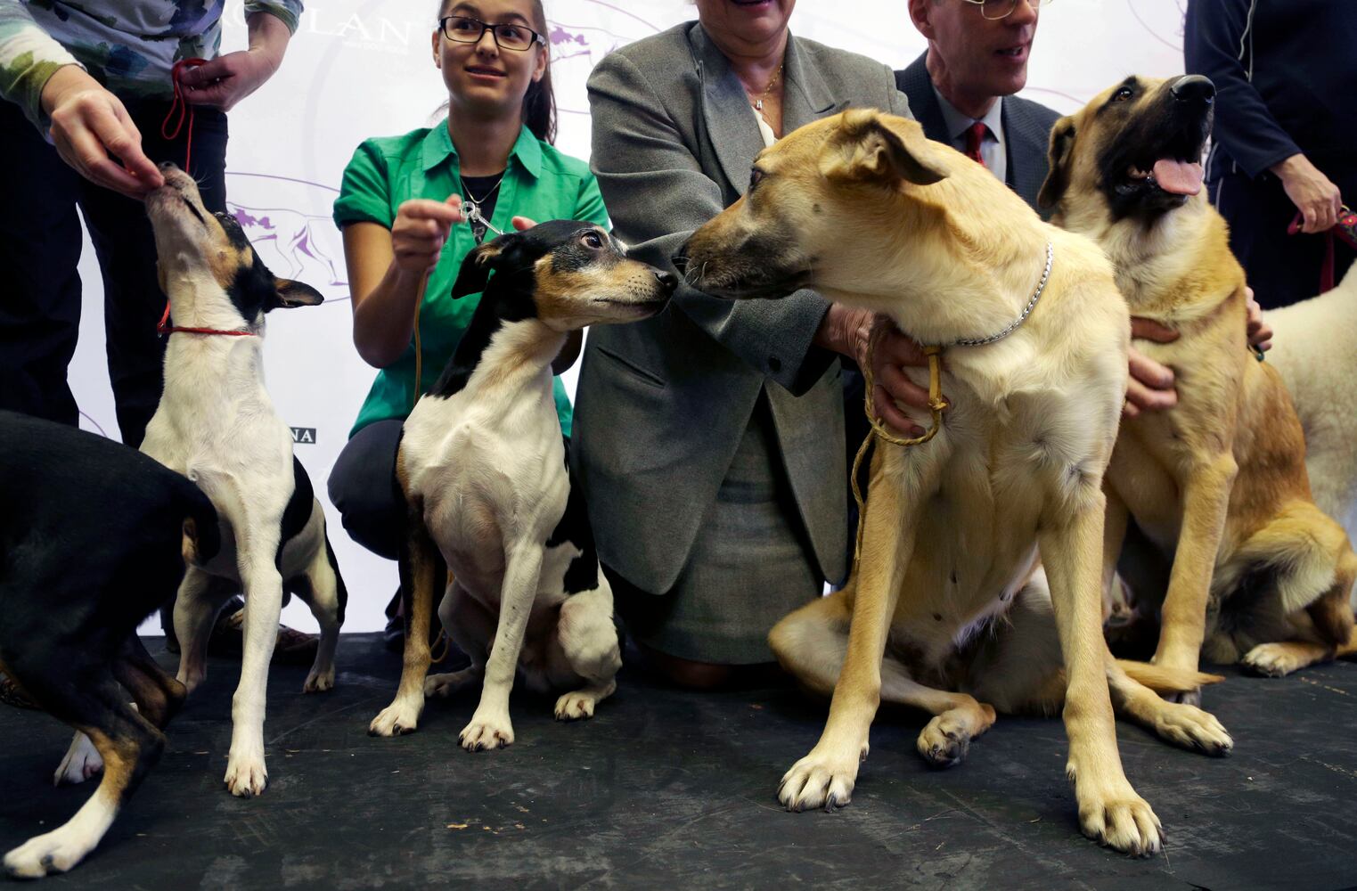 Mixed breeds at Westminster Kennel Club