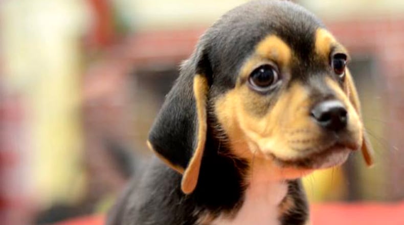 Appointment slots are going fast for the free microchipping clinic for dogs offered by the Cherokee County Animal Shelter. CHEROKEE COUNTY ANIMAL SHELTER via Facebook