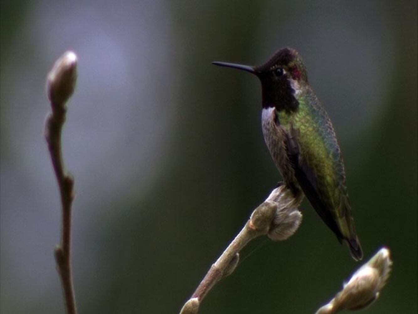 Anna's Hummingbird-5sized