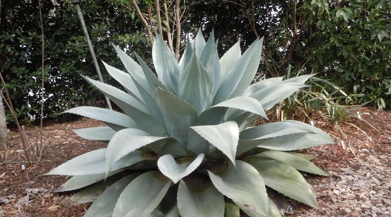 Agave leaves are graceful, but they each carry a pain-producing spine at the tip. CONTRIBUTED BY WALTER REEVES