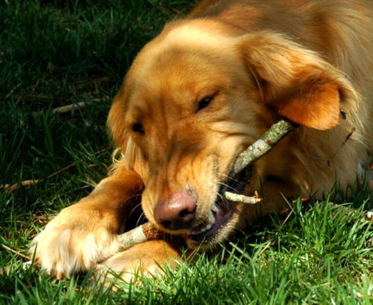 Atlanta's Top Dogs: 2. Golden Retrievers