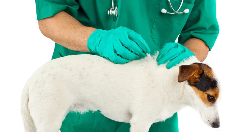 A veterinarian applies a flea and tick preventative on a dog. COURTESY PHOTO