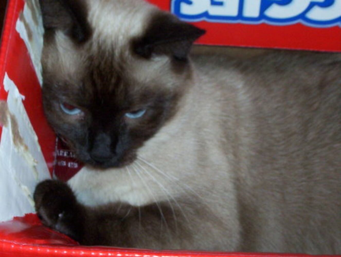 Cats Rule: Check out Sneaky Cats in Action