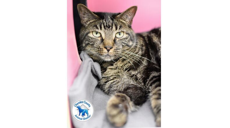More than 40 cats are available for immediate adoption at the Cherokee County Animal Shelter in Canton. CHEROKEE COUNTY ANIMAL SHELTER