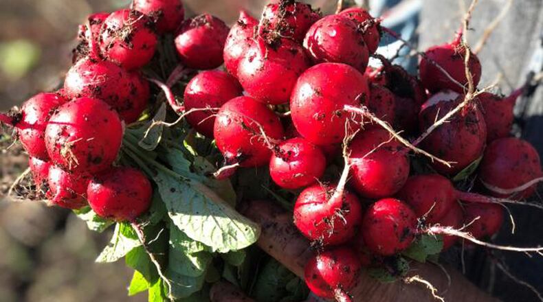 Alpharetta invites residents with a hankering to grow their own produce to participate in the newly launched Community Recreational Agriculture Program. CITY OF ALPHARETTA