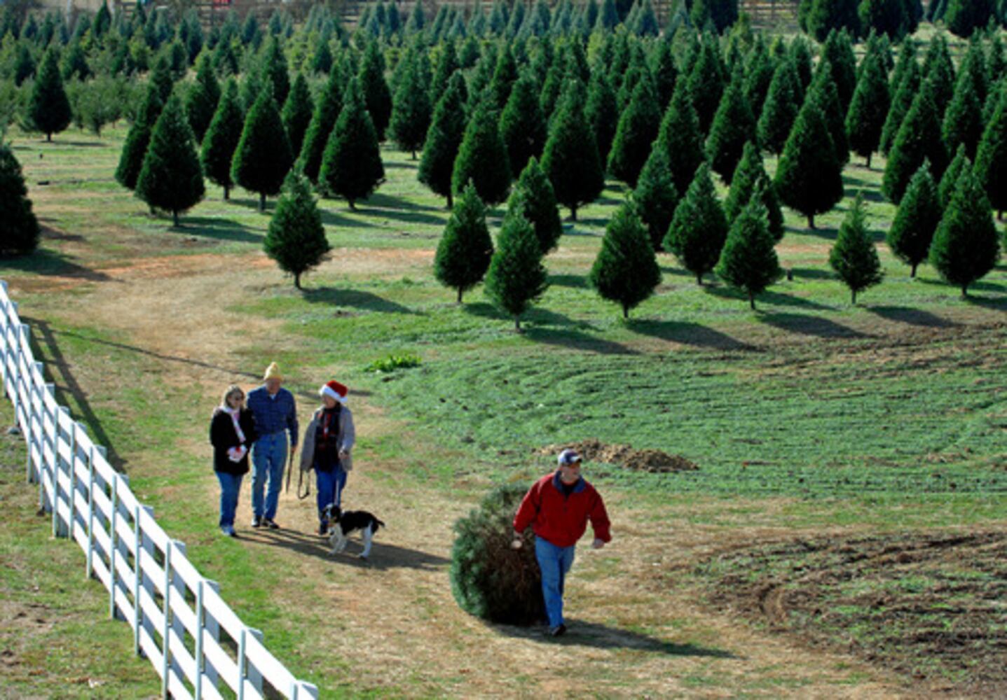 Finding that perfect tree