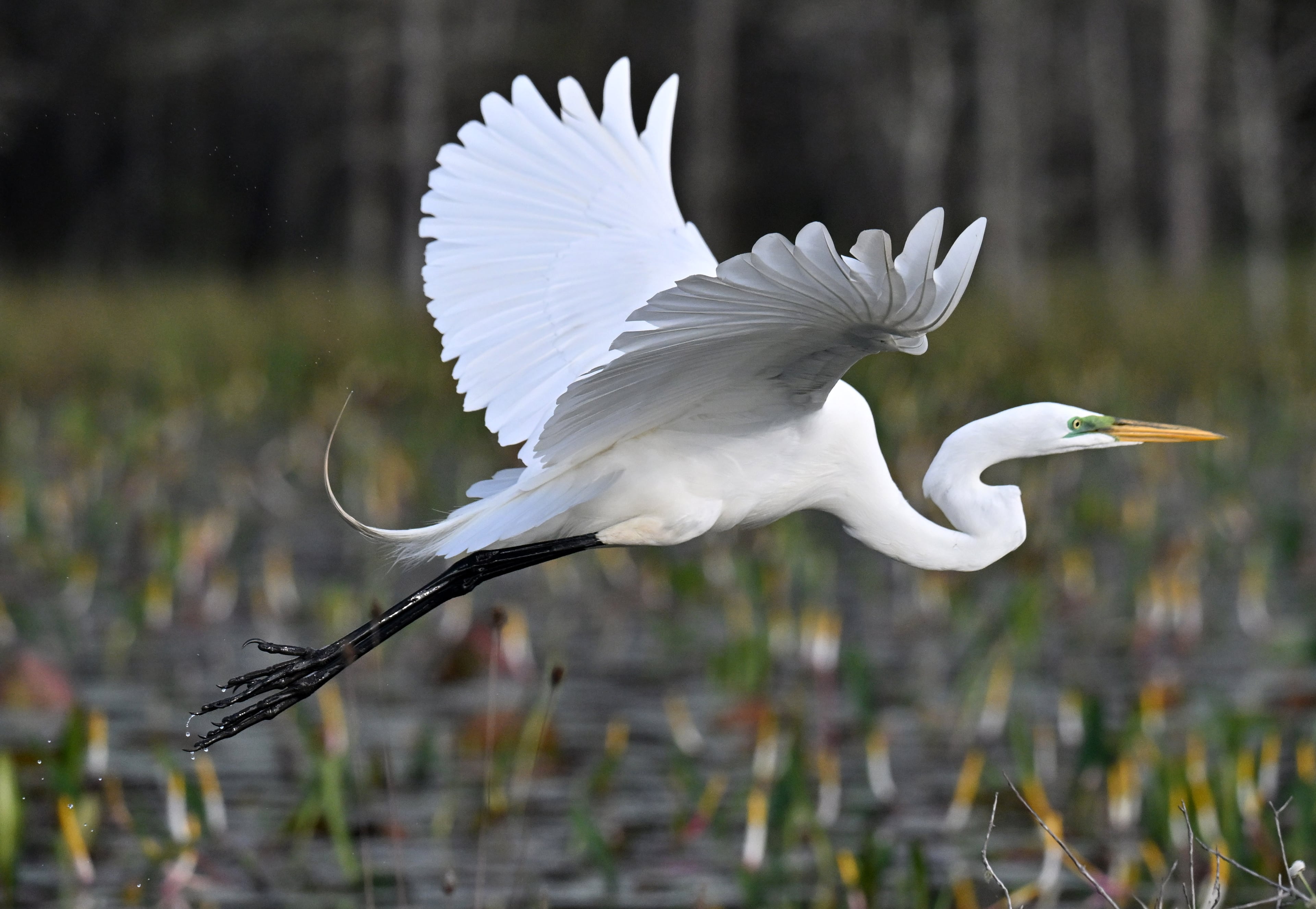 A great egret is seen in the Okefenokee Swamp in 2024. (Hyosub Shin/AJC)