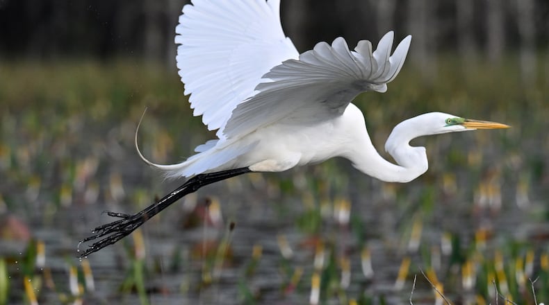 Great egret is seen in the Okefenokee Swamp on Monday, Mar. 18, 2024. (Hyosub Shin / Hyosub.Shin@ajc.com)