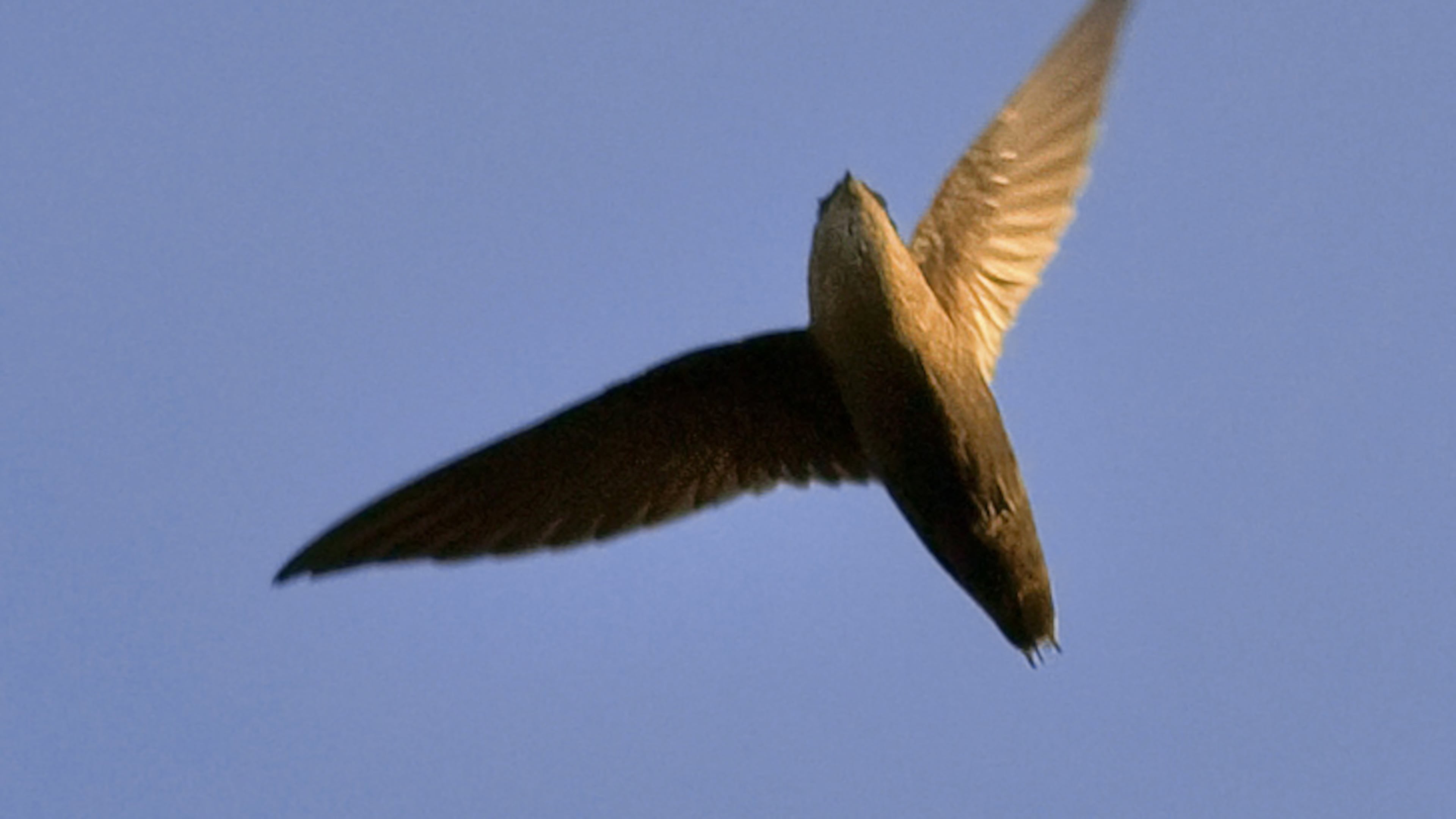 A cigar-shaped bird, chimney swifts spend the summer in Georgia and they feed by snatching insects while flying. They have adapted to a life among humans, finding homes in brick chimneys after their preferred old-growth trees began disappearing. (Jim McCulloch/Wikimedia Commons)