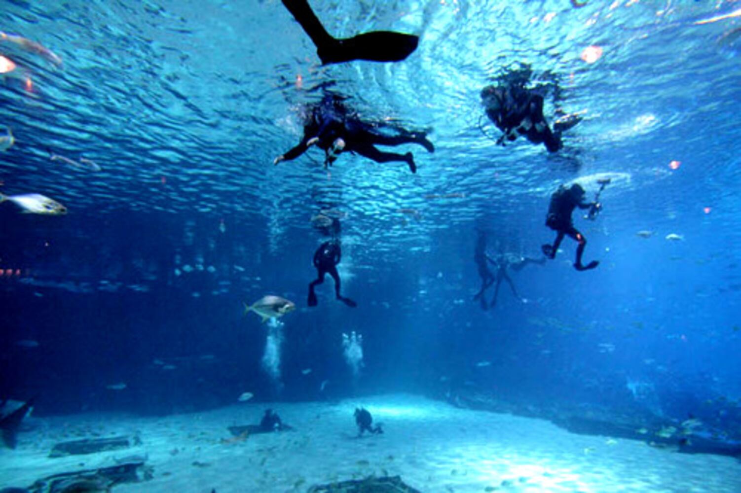 Veterans swim with the fishes at Georgia Aquarium