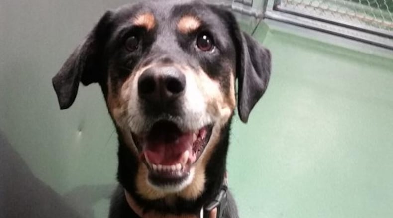 A revision to Fayette County’s euthanasia policy will raise its shelter capacity limit from 75 percent to 85 percent. Courtesy Fayette County