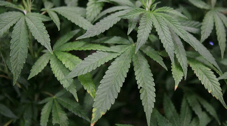 Leaves of a mature marijuana plant are seenin a display at The International Cannabis and Hemp Expo in Daly City, California.