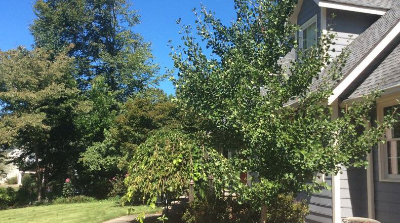 The gingko tree in Vicky Hagan's yard. Courtesy of Vicky Hagan