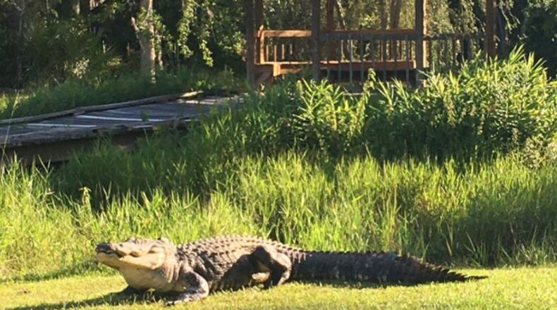 An 11-and-a-half-foot alligator known as Okefenokee Joe, who was believed to have crawled and preyed the wetlands of South Georgia since World War II, has died. Researchers from Georgia’s Coastal Ecology Lab had been tracking the animal’s movements by satellite since 2020 and say he died from old age, according to a statement on Facebook, first reported by CNN.