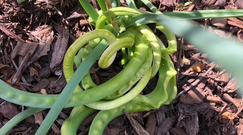Curled daffodil leaves result from being sprayed with 2,4-D herbicide. (Courtesy of Lisa Henry)