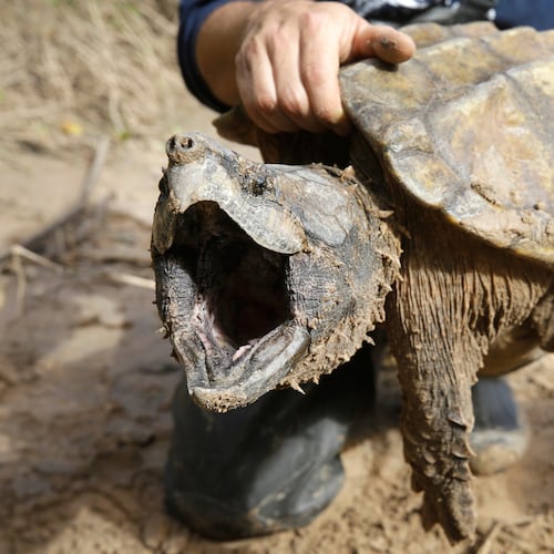 FILE - A male alligator snapping turtle is held after being trapped by the Turtle Survival Alliance-North American Freshwater Turtle Research Group, Nov. 24, 2018, as part of the process of tagging turtles. (Melissa Phillip/Houston Chronicle via AP, File)