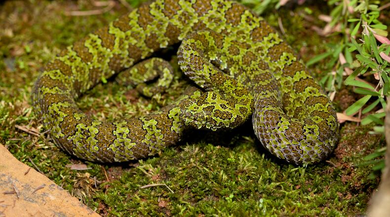 Caprice, the Chinese mountain pitviper, is Zoo Atlanta's most spectacular resident.