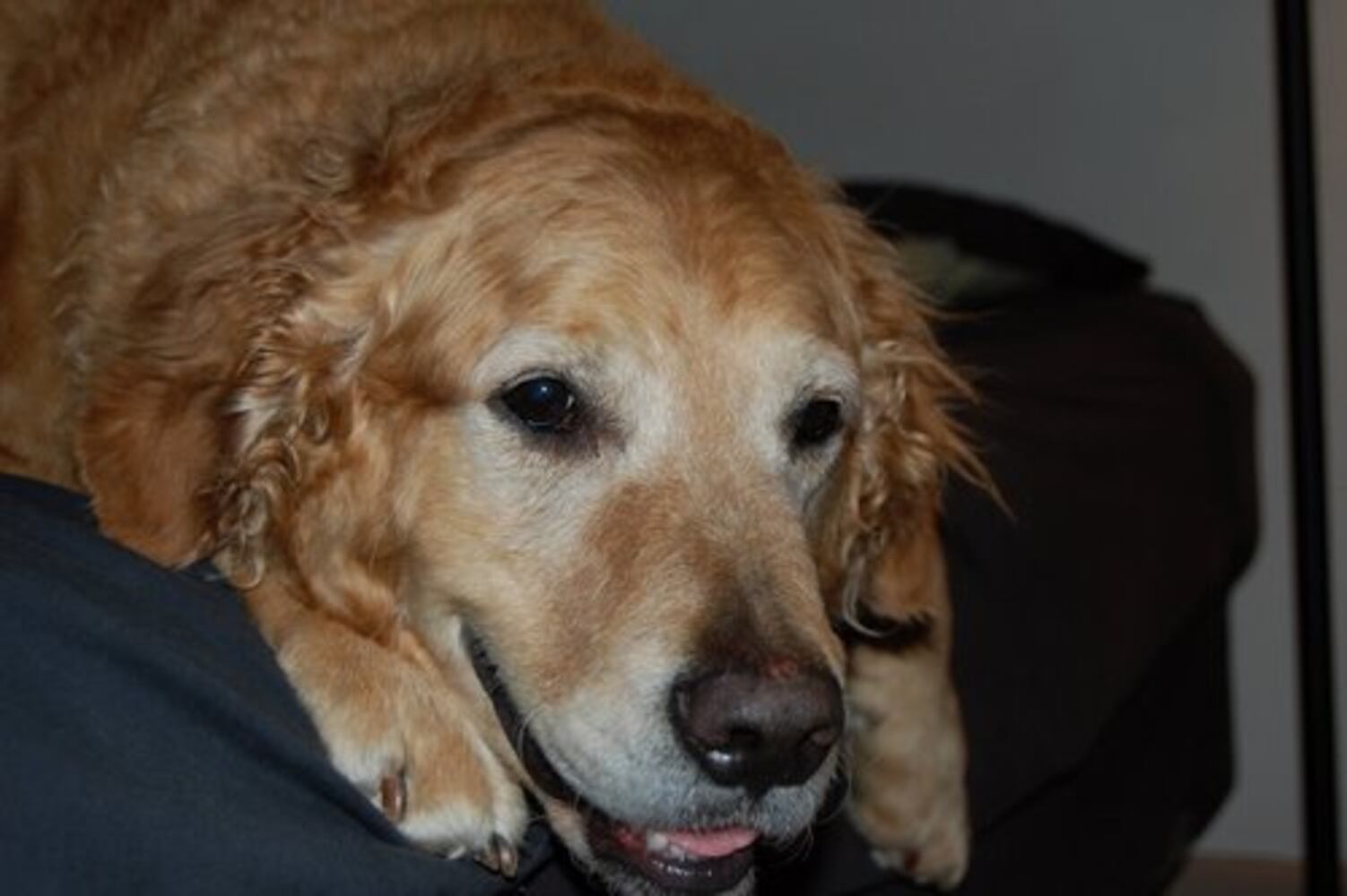 Atlanta's Top Dogs: 2. Golden Retrievers