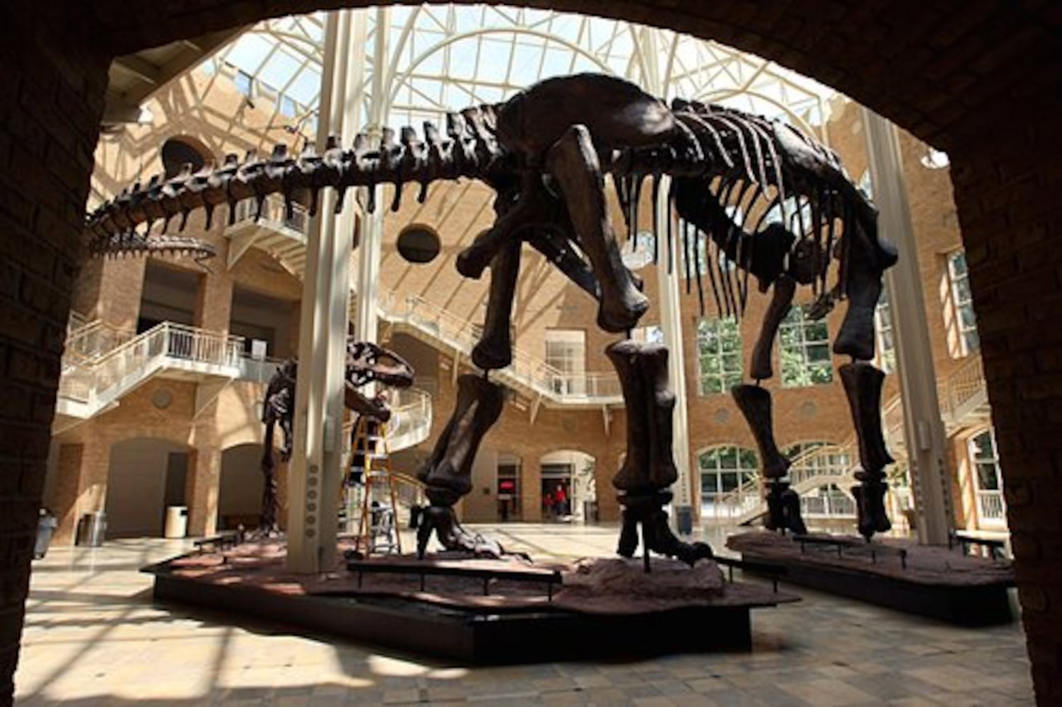 Atlanta dinosaurs get all cleaned up