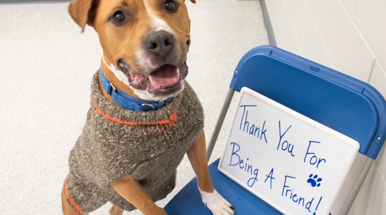 An image of a Lyon, a dog available for adoption through Lifeline Animal Project. Fulton and DeKalb County animal shelters remain over capacity with twice the number of dogs. Free pet adoptions will take place Friday through Monday to help ease overcrowding.