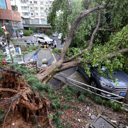 A car is pinned by a fallen tree in the aftermath of Typhoon Dolphin in Wenzhou in eastern China's Zhejiang province, Monday, Aug. 10, 2026. (Chinatopix Via AP)