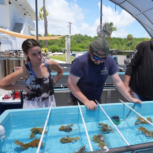 Senior research associate Hesley Dalton, center, reviews the placement of elkhorn coral in a saltwater restoration tank with research assistant Julia Cafiero and interns Jennifer Dranetz and Johnnie Smotrich at the the University of Miami Rosenstiel School of Marine, Atmospheric, and Earth Science, Wednesday, July 22, 2026, in Key Biscayne, Fla. (AP Photo/Marta Lavandier)