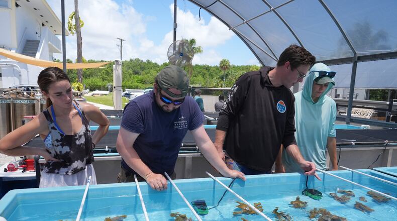 Senior research associate Hesley Dalton, center, reviews the placement of elkhorn coral in a saltwater restoration tank with research assistant Julia Cafiero and interns Jennifer Dranetz and Johnnie Smotrich at the the University of Miami Rosenstiel School of Marine, Atmospheric, and Earth Science, Wednesday, July 22, 2026, in Key Biscayne, Fla. (AP Photo/Marta Lavandier)
